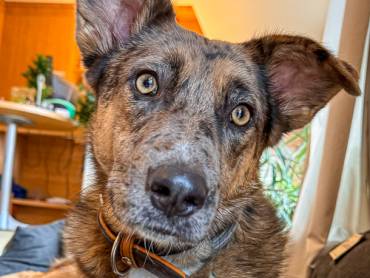 Brohund Nuri |  Christina Schwarz / Chamleon