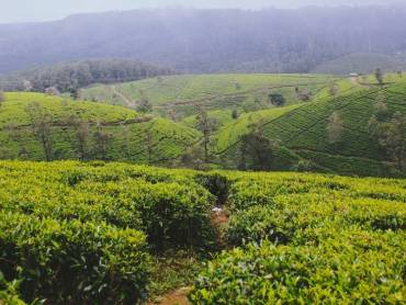 Neblige Teefelder von Nuwara Eliya |  Melissa Kumaresan, Unsplash.com / Chamleon