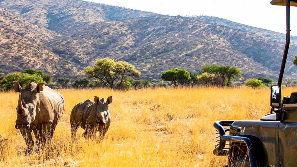 Nashornmutter mit Jungtier ganz nah dran | © Gondwana Collection Namibia / Chamäleon Nashornmutter mit Jungtier ganz nah dran | © Gondwana Collection Namibia / Chamäleon