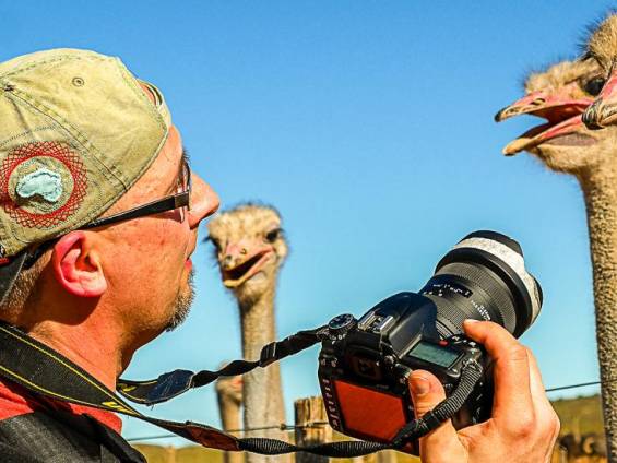 Neugierige Straue |  Silvio Engelhardt / Chamleon