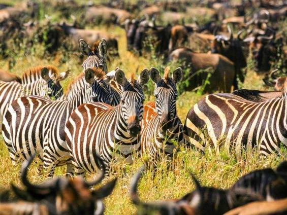 Zebras inmitten einer Gnuherde |  Robert Hardholt, iStockphoto.com / Chamleon