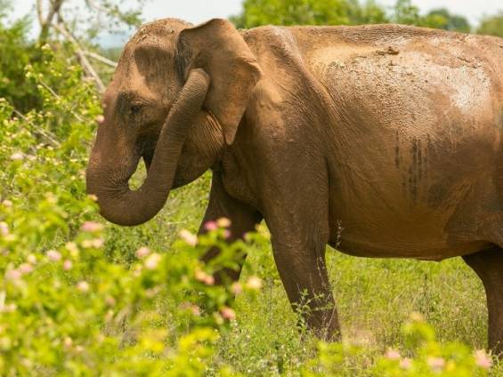 Sri Lankischer Elefant in seinem natrlichen Lebensraum |  Egle Sidaraviciute, Unsplash.com / Chamleon