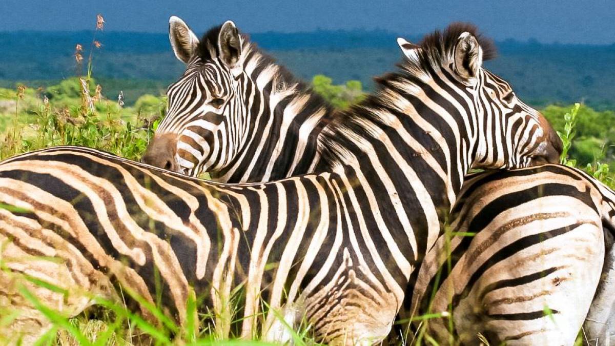 Sympathiebekundung zweier Zebras |  FVA Sdafrika / Chamleon