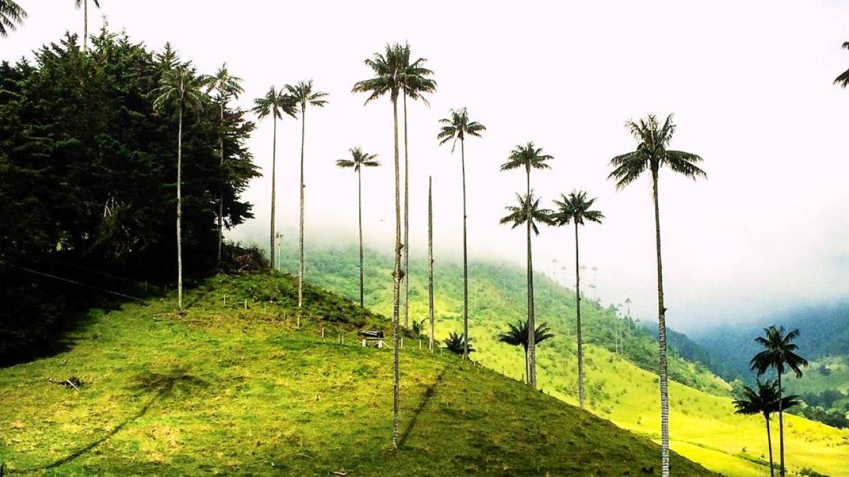 Magisches Cocora-Tal | © Svenja Kuonen / Chamäleon Magisches Cocora-Tal | © Svenja Kuonen / Chamäleon
