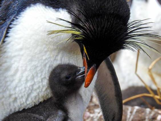Pinguin mit Jungtier |  Andrea Rey, Wildlife Ecology and Conservation Lab /  Chamleon