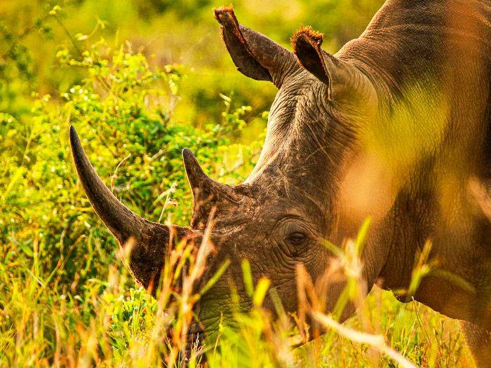 Sdliches Breitmaulnashorn im Hluhluwe iMfolozi Nationalpark |  Susen Reuter / Chamleon