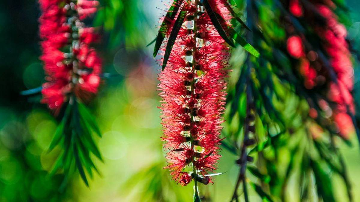 Callistemon-Blüte | © Toni Bauer, Cuba Real Tours / Chamäleon Callistemon-Blüte | © Toni Bauer, Cuba Real Tours / Chamäleon