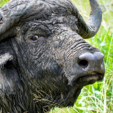 Bffelportrt |  Martina Hassenburs / Chamleon