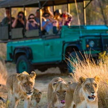 Lwenfamilie im Krger NP |  Kai-Uwe Kuechler / Chamleon