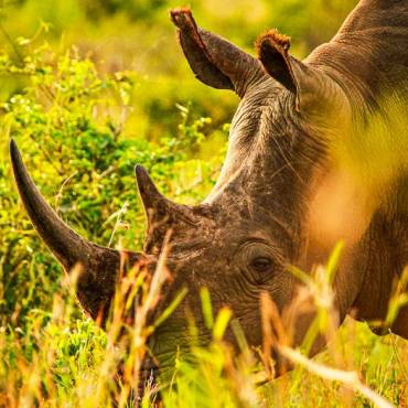 Sdliches Breitmaulnashorn im Hluhluwe iMfolozi Nationalpark |  Susen Reuter / Chamleon