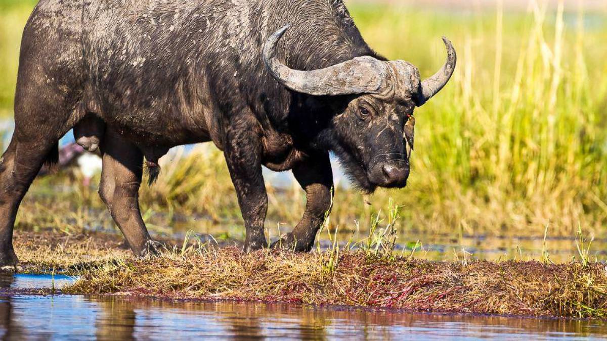 Büffel am Flussufer | © Tom Varley, Ichobezi Safariboats / Chamäleon Büffel am Flussufer | © Tom Varley, Ichobezi Safariboats / Chamäleon