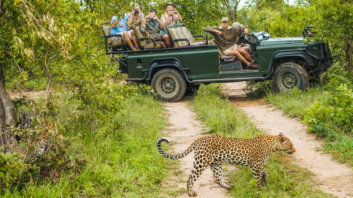 Leopard kreuzt die Stra?e | © IPGGutenbergUKLtd, iStockphoto.com / Chamäleon Leopard kreuzt die Stra?e | © IPGGutenbergUKLtd, iStockphoto.com / Chamäleon