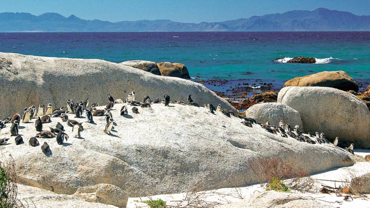 Pinguine am Boulder Beach | © Kai-Uwe Küchler, Art & Adventure / Chamäleon Pinguine am Boulder Beach | © Kai-Uwe Küchler, Art & Adventure / Chamäleon