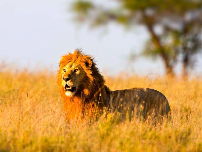 Lwe auf der Jagd in der Serengeti |  Margret Meyer / Chamleon