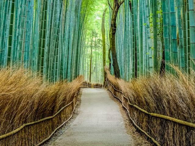 Arashiyama Bambus Wald |  Florian C. Bernholz / Chamleon
