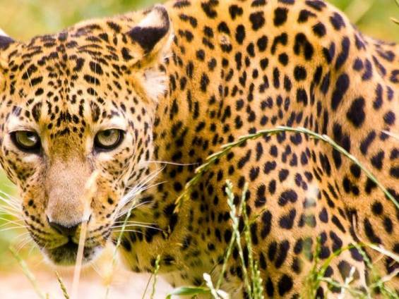 Leopard |  Udaya Wijesoma / Chamleon