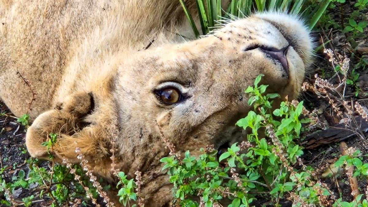 Löwin auf dem Boden liegend - Nahaufnahme Gesicht | © Luisa Scholz / Chamäleon Löwin auf dem Boden liegend - Nahaufnahme Gesicht | © Luisa Scholz / Chamäleon