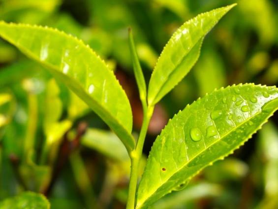 Die Spitzen eines Teestrauchs in Nuwara Eliya, Sri Lanka |  Natasha Yurova, Unsplash.com / Chamleon