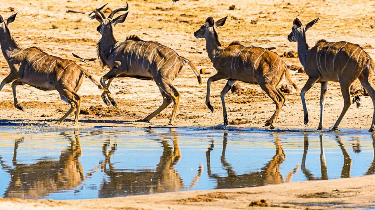 Kuduherde im Hwange-Nationalpark | © Kai-Uwe Küchler, Art & Adventure / Chamäleon Kuduherde im Hwange-Nationalpark | © Kai-Uwe Küchler, Art & Adventure / Chamäleon