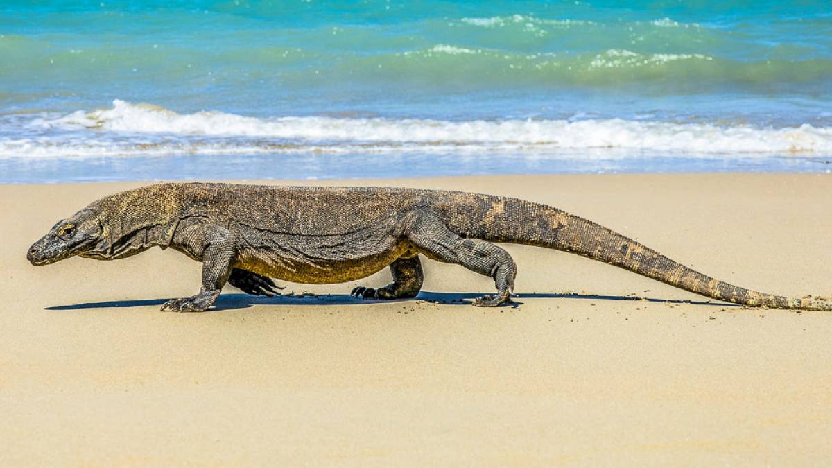 Komodowaran | © Mitch Hodiono, Unsplash / Chamäeleon Komodowaran | © Mitch Hodiono, Unsplash / Chamäeleon