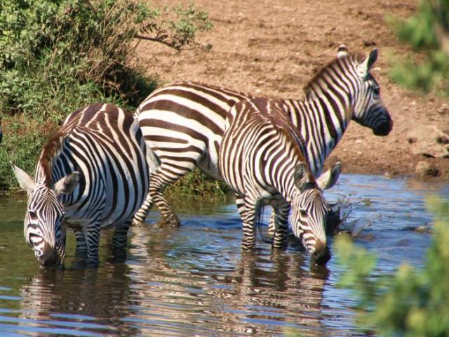 Zebras am Wasserloch im Serengeti Nationalpark |  Thomas Mirlach / Chamleon