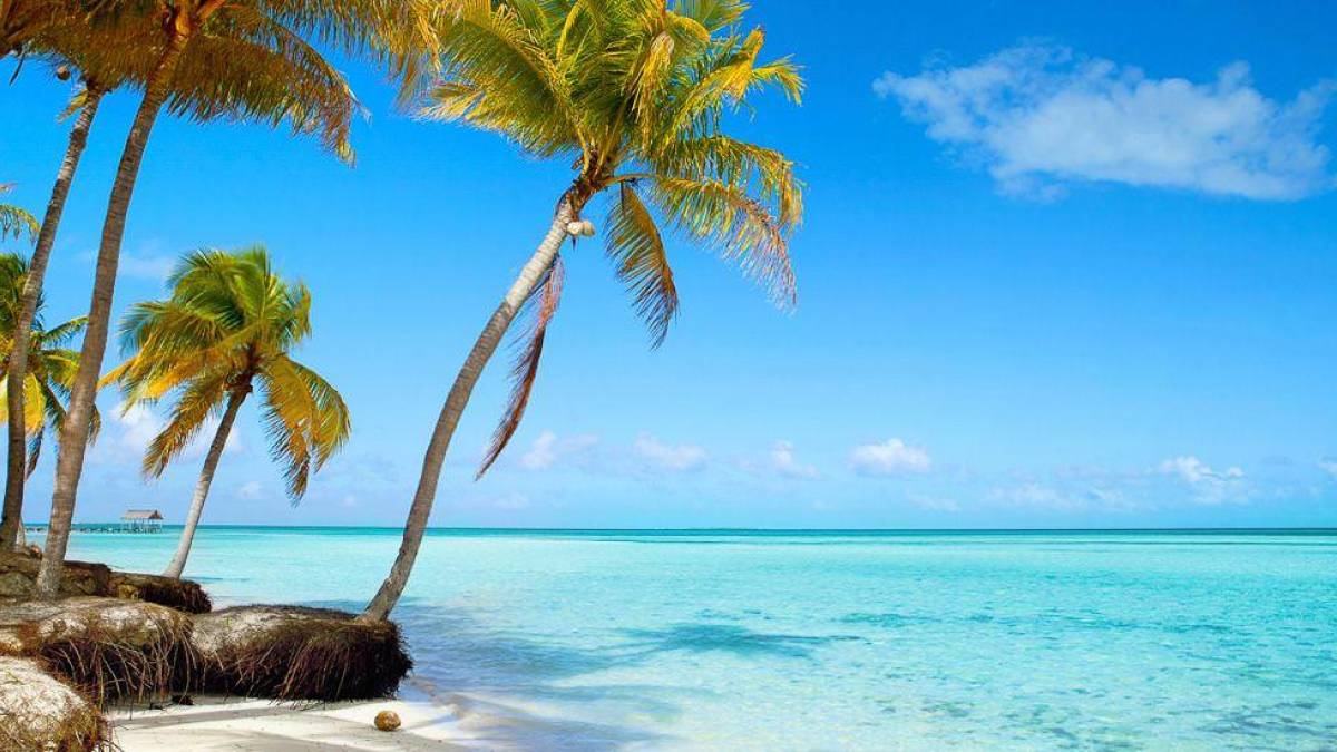 Tropischer Strand mit Palmen und türkisblauem Meer | © Maxiphoto, iStockphoto / Chamäleon Tropischer Strand mit Palmen und türkisblauem Meer | © Maxiphoto, iStockphoto / Chamäleon