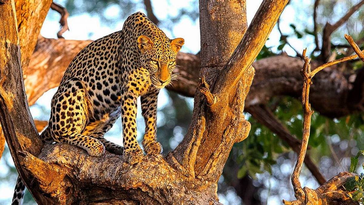 Leopard in Samburu | © Thomas Herzog / Chamäleon Leopard in Samburu | © Thomas Herzog / Chamäleon