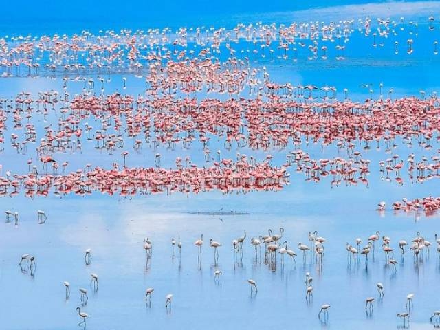 Unzhlige Flamingos im Lake Manyara Nationalpark |  iStockphoto, Dirk Freder / Chamleon