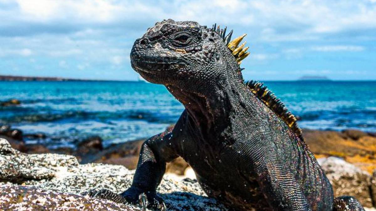 Meerechse auf der Insel Seymour Norte | © Kai-Uwe Küchler, Art & Adventure / Chamäleon