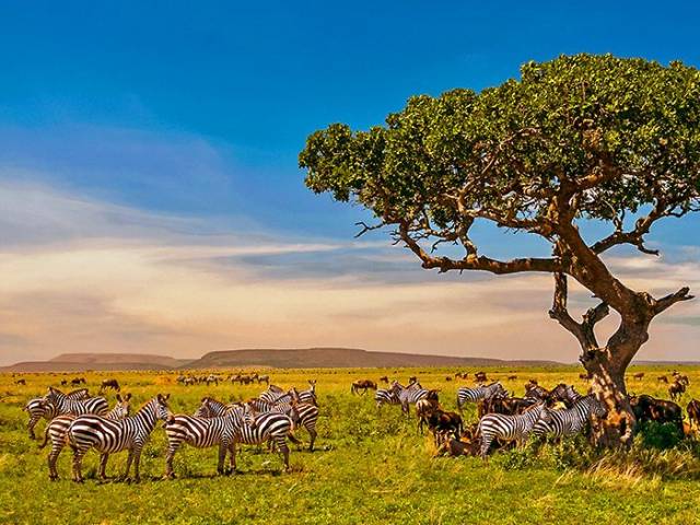 Zebra-Herde in der Serengeti |  Eric Issele, iStockphoto.com / Chamleon