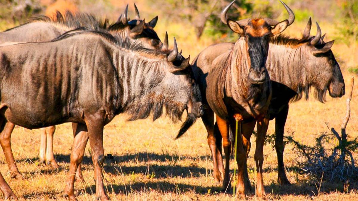 Gnu-Herde in der Savanne | © Alexander Sass / Chamäleon Gnu-Herde in der Savanne | © Alexander Sass / Chamäleon
