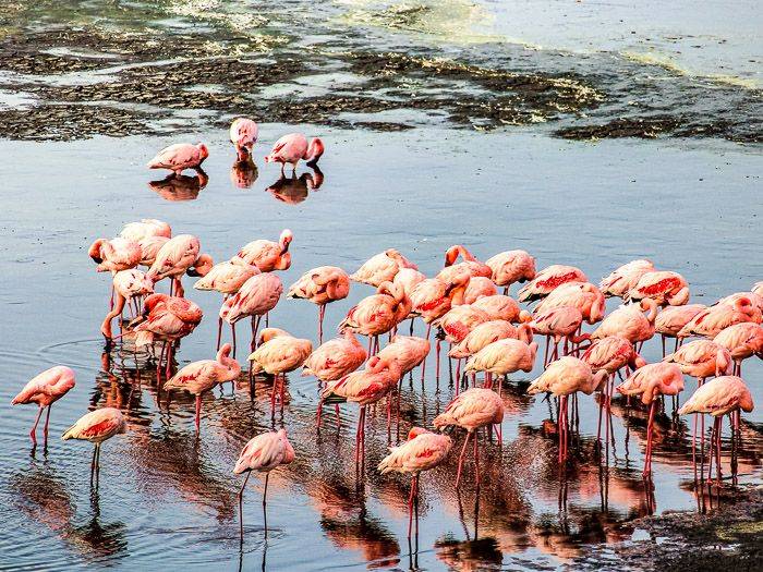 Better in pink |  Timo Beste / Chamleon