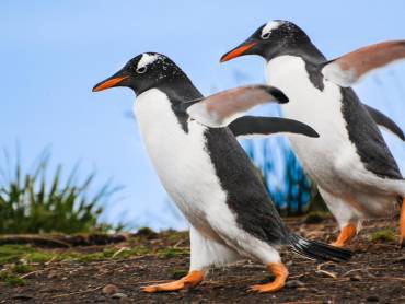 Pinguinprchen |  Andrea Rey, Wildlife Ecology and Conservation Lab /  Chamleon