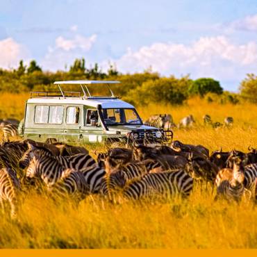 Safari-Fahrzeug umgeben von Zebras und Gnus in der Masai Mara |  William Davies, iStockphoto.com / Chamleon
