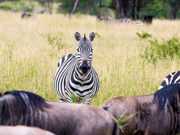 Zebra am Fluss Mara |  Valeria Rossi, Unsplash / Chamleon