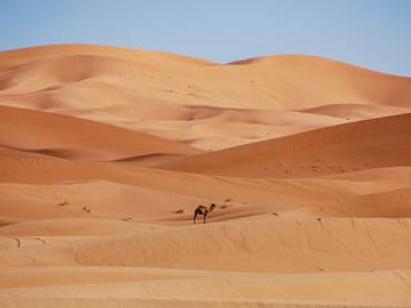 Kamel in der Sahara Wueste