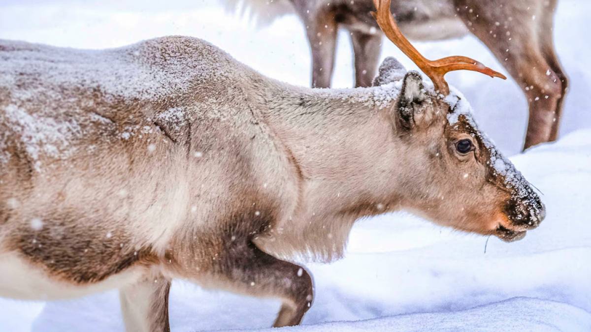 Rentiere im Schnee |  Francesco Ungaro, Pexels / Chamleon
