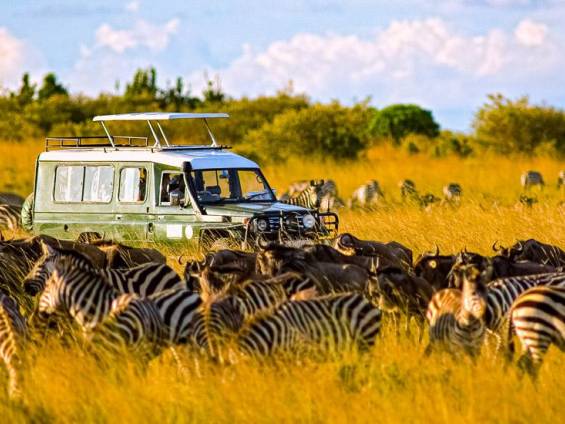 Safari-Fahrzeug umgeben von Zebras und Gnus in der Masai Mara |  William Davies, iStockphoto.com / Chamleon