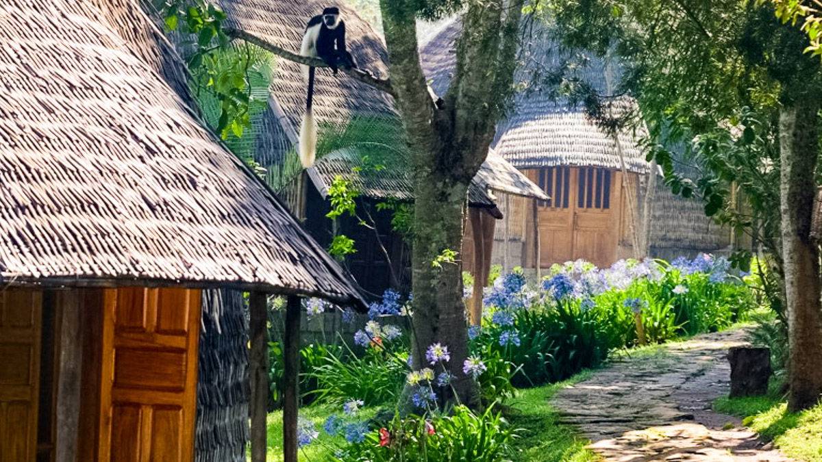 Aragesh Lodge |  Aragesh Lodge / Chamleon
