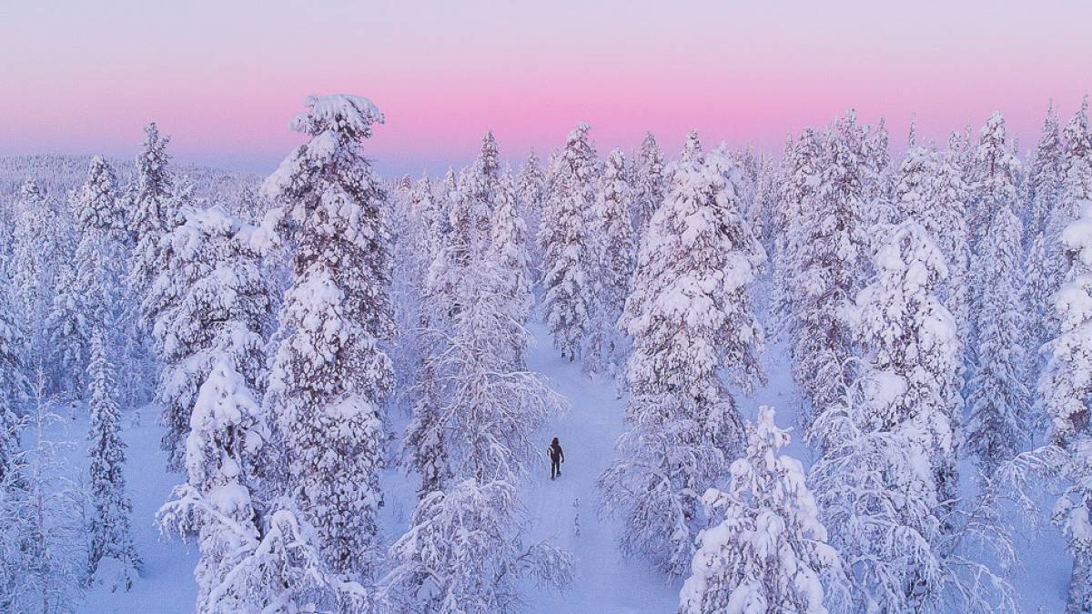 Wald bei Tankavaara Gold Village |  Heikki Sulander, Tankavaara Gold Village / Chamleon