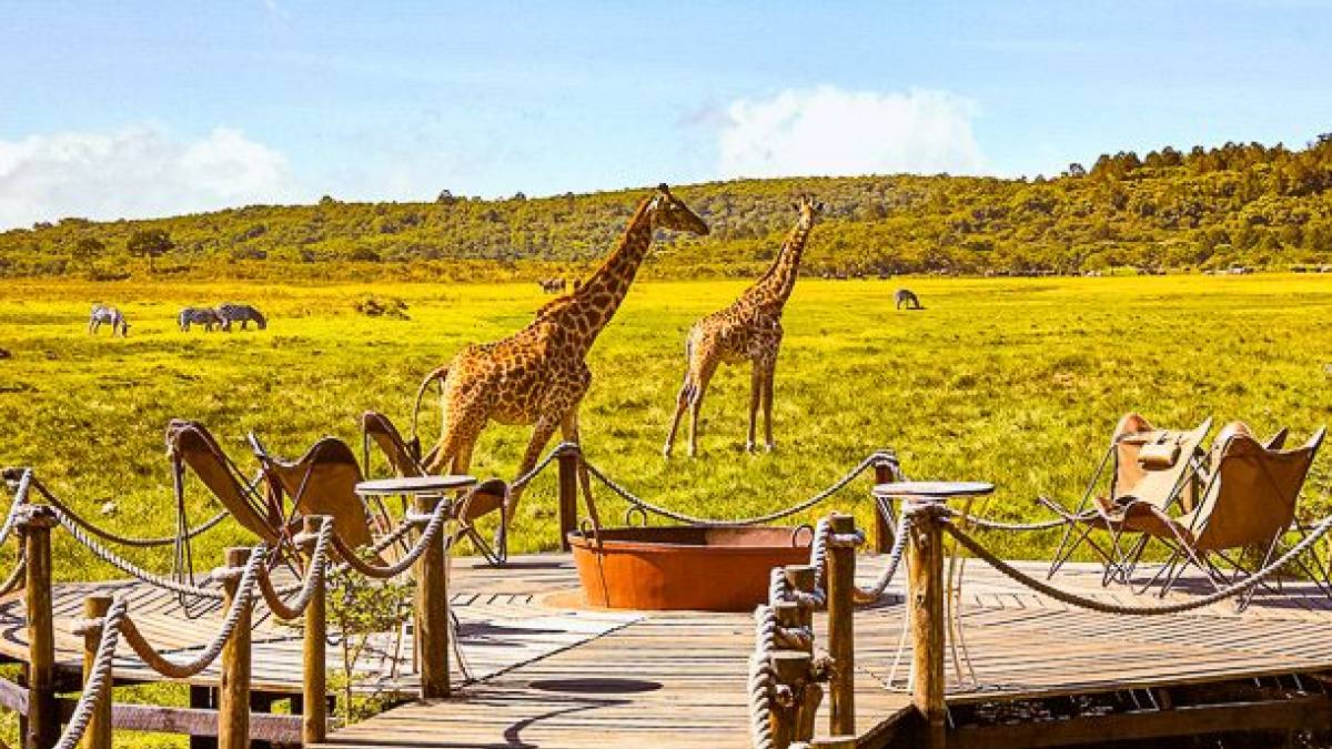 Hatari Lodge, Beobachtungs-Plattform | © Hatari Lodge / Chamäleon