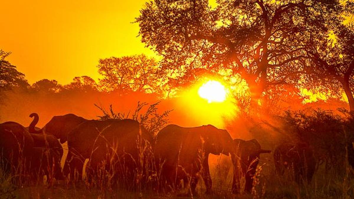 Sundowner mit Elefanten | © Peter Pack, Pack Safari / Chamäleon