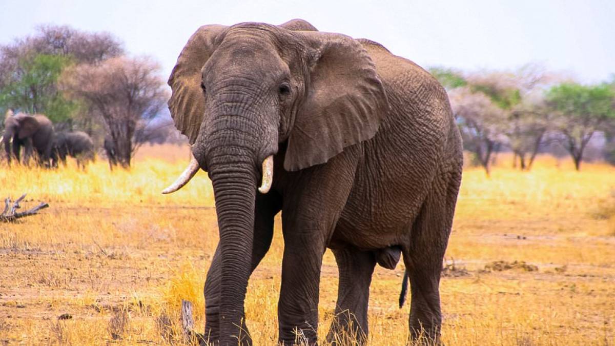 Elefant im Tarangire National Park | © Thomas Mirlach / Chamäleon Elefant im Tarangire National Park | © Thomas Mirlach / Chamäleon