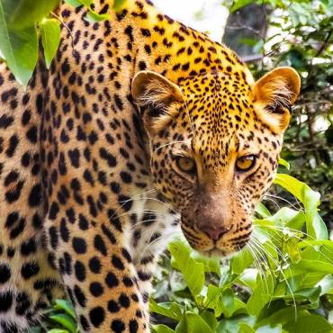 Allzeit bereit |  Beate Solz / Chamleon