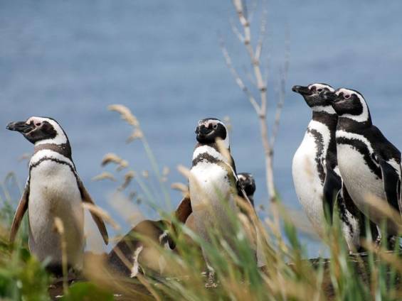 Pinguin Projekt |  Andrea Rey, Wildlife Ecology and Conservation Lab /  Chamleon