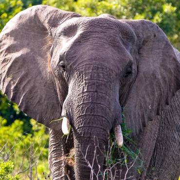 Elefant im Anmarsch |  Sandra Heinrich / Chamleon