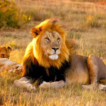 Lwe im Abendlicht |  Alex Sass / Chamleon