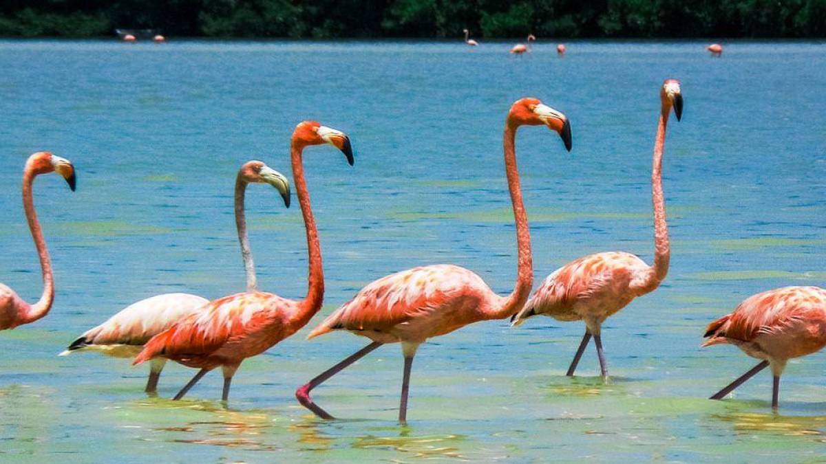 Flamingos in der Lagune | © Tierra Maya Tours / Chamäleon Flamingos in der Lagune | © Tierra Maya Tours / Chamäleon