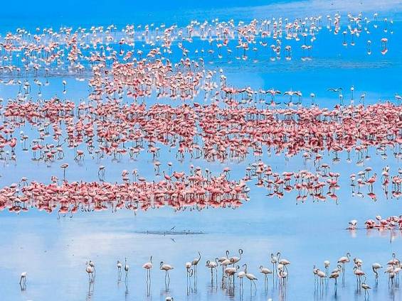 Tausende Flamingos am Lake Manyara |  Dirk Freder, iStockphoto.com / Chamleon