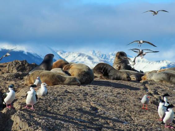 Pinguine und Seelwen |  Andrea Rey, Wildlife Ecology and Conservation Lab /  Chamleon